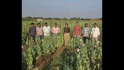 Opium plantation worth Rs 72.8 lakh seized from onion field in Dharashiv