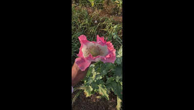 Opium plantation worth Rs 72.8 lakh seized from onion field in Dharashiv