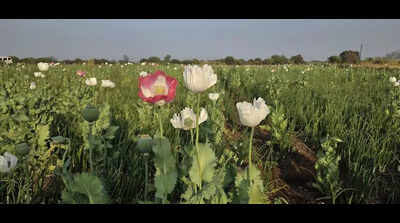 Opium plantation worth Rs 72.8 lakh seized from onion field in Dharashiv