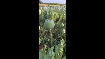 Opium plantation worth Rs 72.8 lakh seized from onion field in Dharashiv