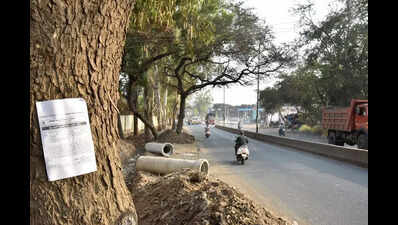 NMC plans to cut 51 trees for road widening ahead of Kumbh Mela, invites suggestions or objections till Feb 18