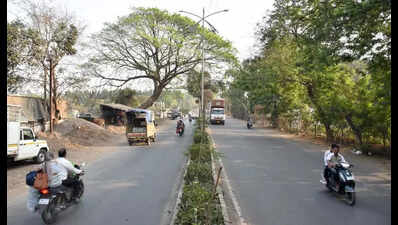 NMC plans to cut 51 trees for road widening ahead of Kumbh Mela, invites suggestions or objections till Feb 18