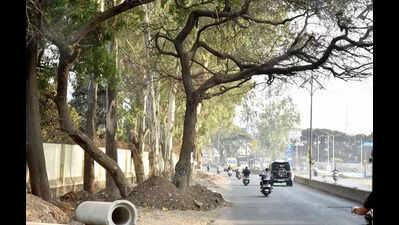 NMC plans to cut 51 trees for road widening ahead of Kumbh Mela, invites suggestions or objections till Feb 18