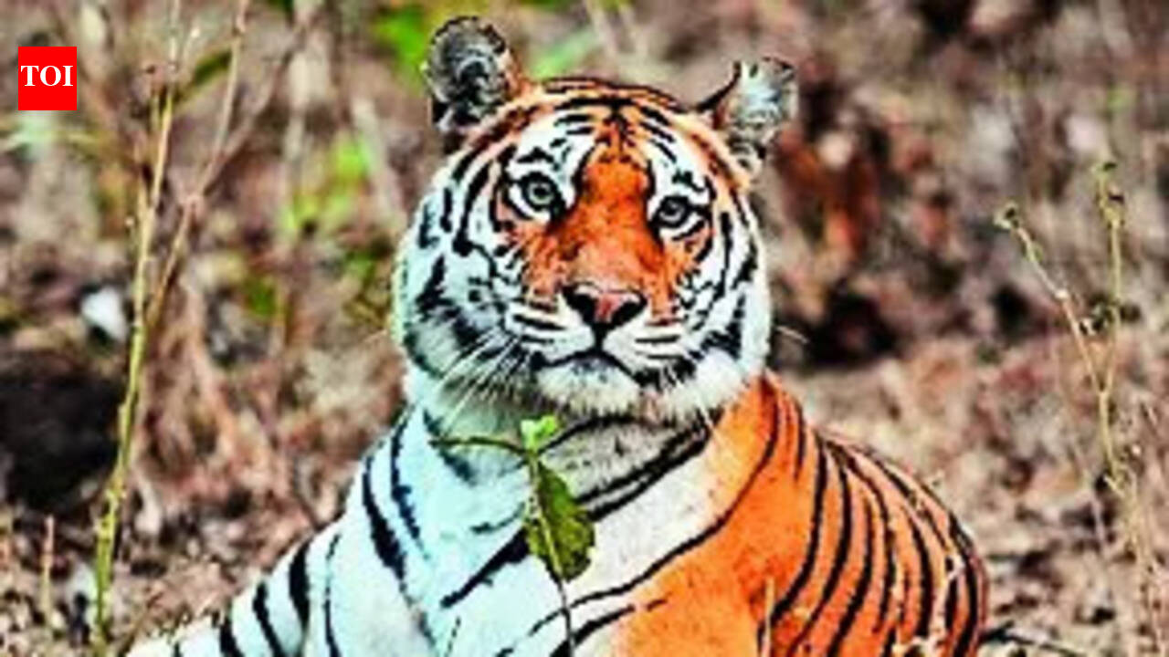 PTR inks MoU with ICICI Foundation for habitat restoration