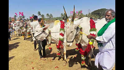 Hallikar bullock pair clinches top prize at Hampi Utsav