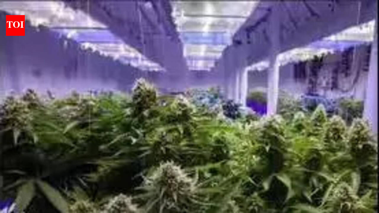 Chennai fisherman made to mule hydroponic weed worth 3crore from Bangkok, held at Kasimedu