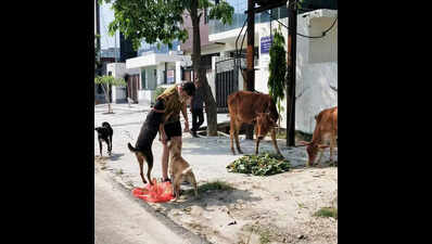 Noida to put up boards, map dog feeding spots