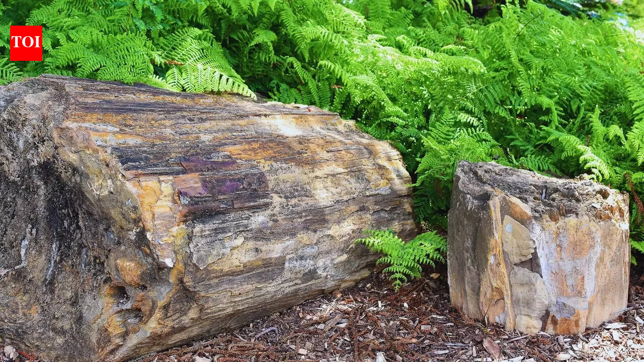 I sat on a 65-million-year-old fossil, and why I’d do it again: It almost felt like…