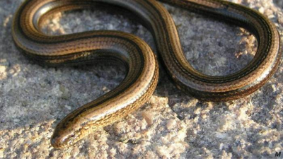 think-you-spotted-a-snake-in-your-garden-that-disappeared-in-seconds-this-snake-like-creature-is-not-what-you-think.jpg