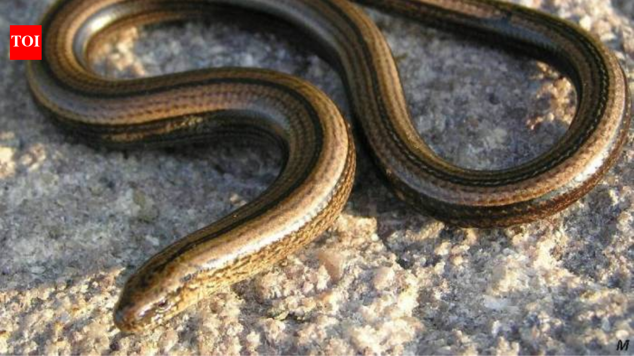 Think you spotted a snake in your garden that disappeared in seconds? This snake-like creature is not what you think