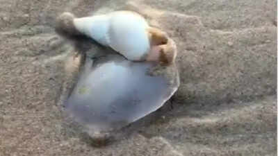 odisha-beaches-turn-into-a-living-spectacle-after-live-sea-snails-appeared-overnight-leaving-locals-stunned.jpg