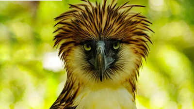 ஆபத்தான இந்த 'குரங்கு உண்ணும் பறவை' பூமியில் உள்ள மிகப்பெரிய ராப்டர்களில் ஒன்றாக உள்ளது