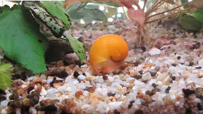 30 நாட்களில் புதிதாக ஒரு முழுமையான கண்ணை மீண்டும் உருவாக்கக்கூடிய நத்தையை சந்திக்கவும்