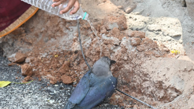 Crows fall ill and die in Coimbatore’s Kattoor area