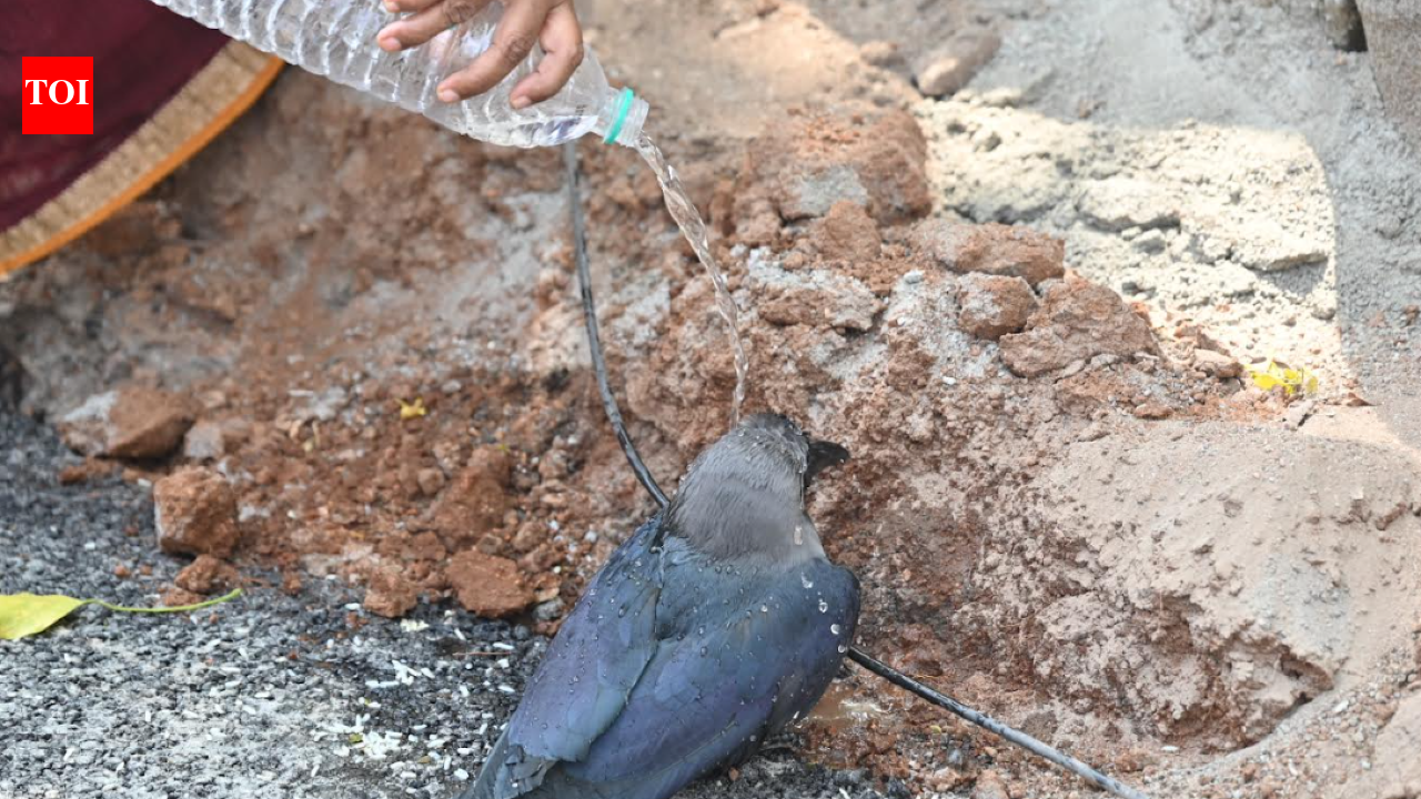 Crows fall ill and die in Coimbatore’s Kattoor area