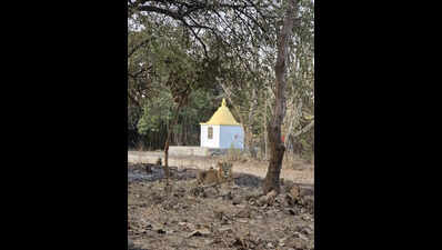 Lioness scare at Bhavnath fair; rescued after 6 hours