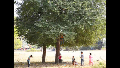 Tamarind prices soar to Rs 200/kg due to yield drop, labour shortage