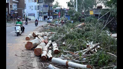 Over 83k trees cut by NHAI in U’khand for infra projects: RTI
