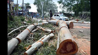 Over 83k trees cut by NHAI in U’khand for infra projects: RTI