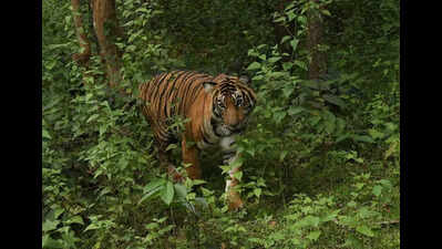 Reserves crowded? National authority says Karnataka’s Bandipur can have 119 more tigers