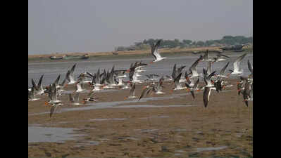 Migratory birds leave Bhitarkanika early with rising temperature