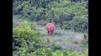 WII team to visit Odisha to reassess elephant count soon