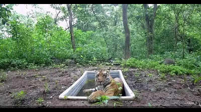 Love is in the airlift for Gujarat’s solitary tiger