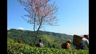 Tea garden owners seek Bengal govt nod to enter real estate biz