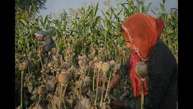 Uncle-nephew duo held with 3,644 opium plants in Chittorgarh