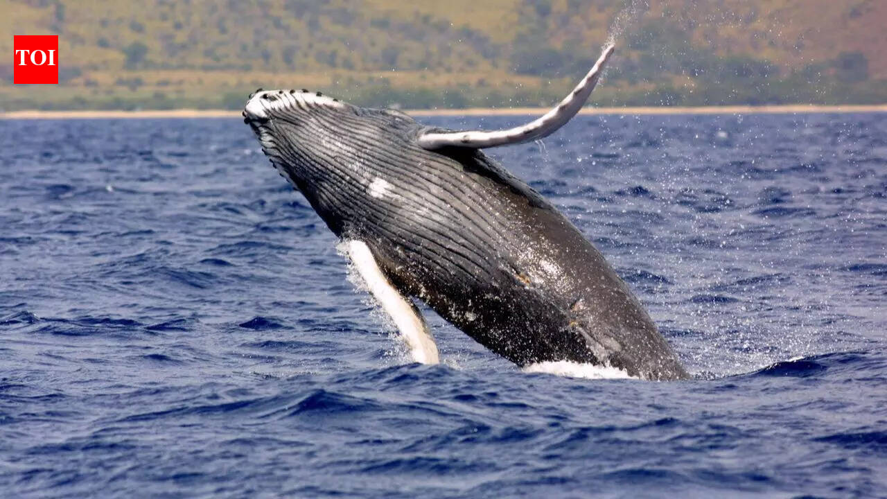 40-ton humpback whales travel 5,000 miles each year performing epic jumps and jaw-dropping shows