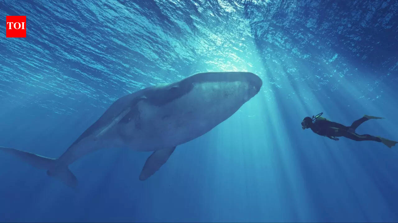 Oman issues urgent warning after man swims with killer whale