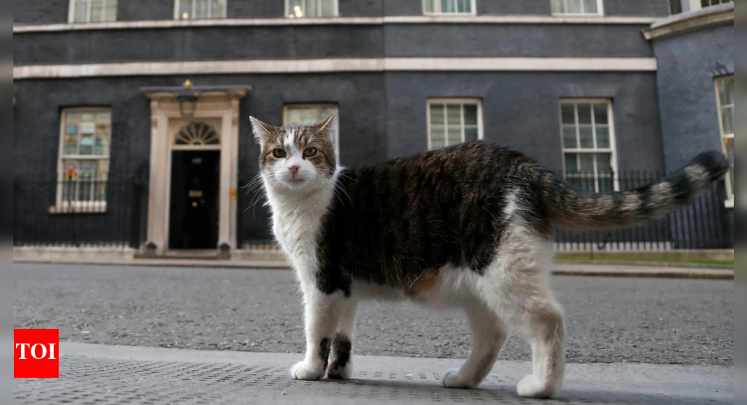Purr-manent resident: Larry the cat marks 15 years at Downing Street as Britain’s political top cat