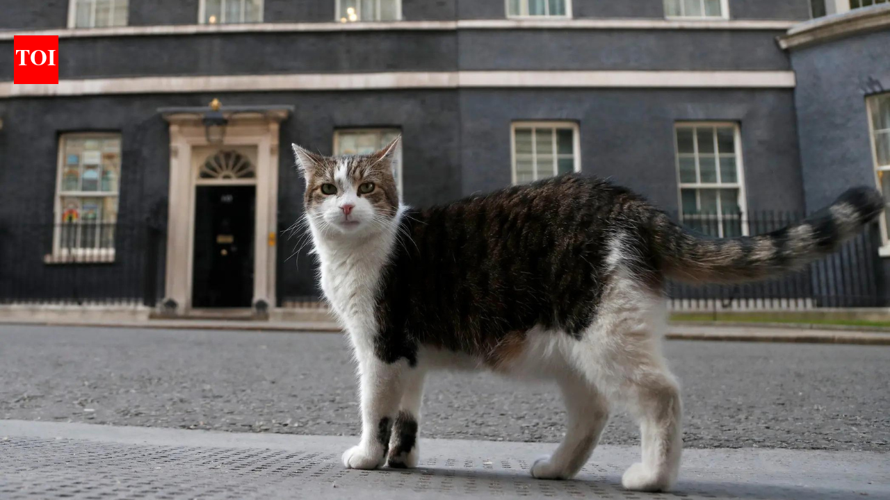 Purr-manent resident: Larry the cat marks 15 years at Downing Street as Britain’s political top cat