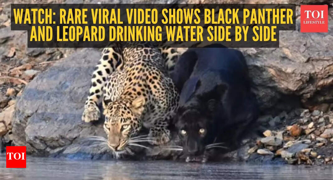 Watch: Rare viral video shows black panther and leopard drinking water side by side