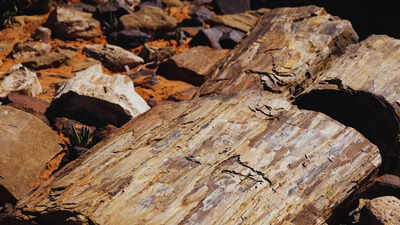 6 fossil-rich places in India that travellers can explore