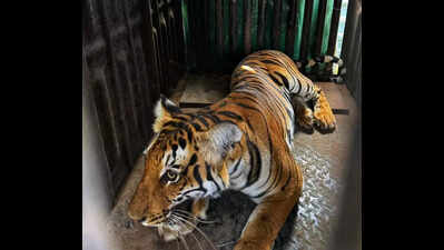 Frequent human-animal conflicts pose challenges to policing in Chamarajanagar