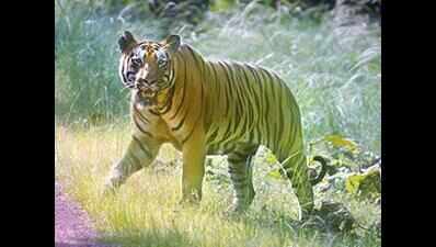Tiger sighting turns out to be AI hoax