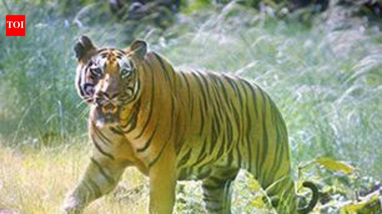 Tiger sighting turns out to be AI hoax