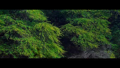 Green outfit launches ‘Shivalik Morcha’ to protect Punjab foothills