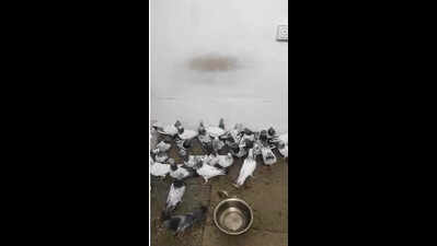 Cops bust pigeon fighting racket, 42 birds rescued, three arrested