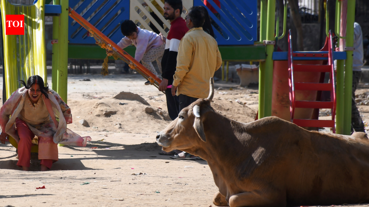 Moo-ving in: Neglect turns Delhi park into cattle shelter, residents frustrated