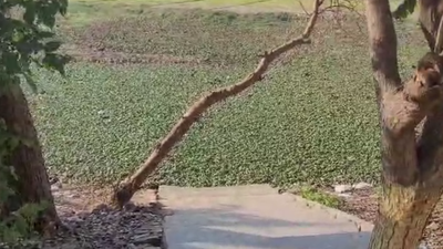 Weeks after Noida techie's death, 3-year-old falls into pit in Greater Noida, drowns