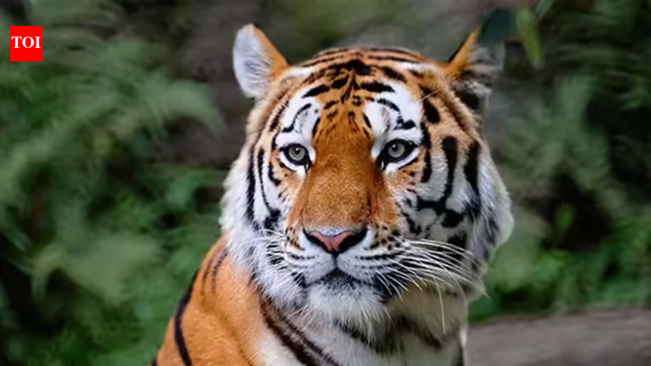 Rewilded sub-adult male tiger found dead in MP's Nauradehi Wildlife Sanctuary