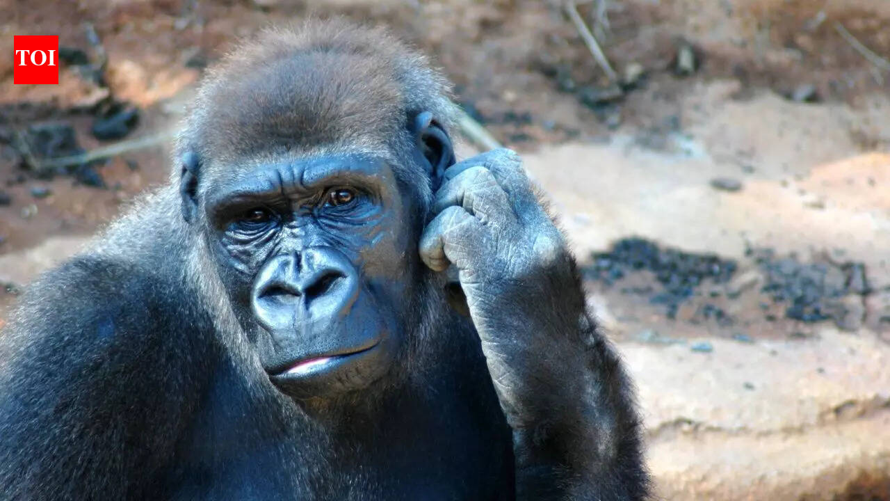 Not just humans, apes can imagine, pretend and mentally track things that aren’t real, study finds