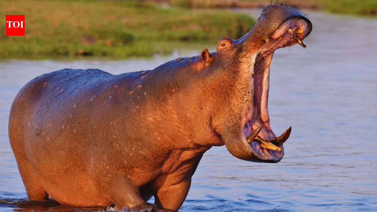 5 जानवर जो ज़मीन और पानी दोनों पर पनपते हैं, और उन्हें कहां देखा जाए