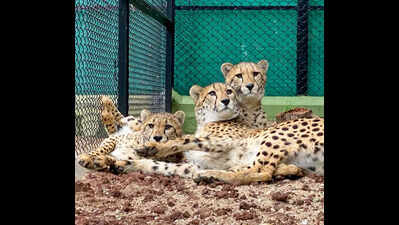 In a first, Odisha plan to house cheetahs at Nandankanan Zoo
