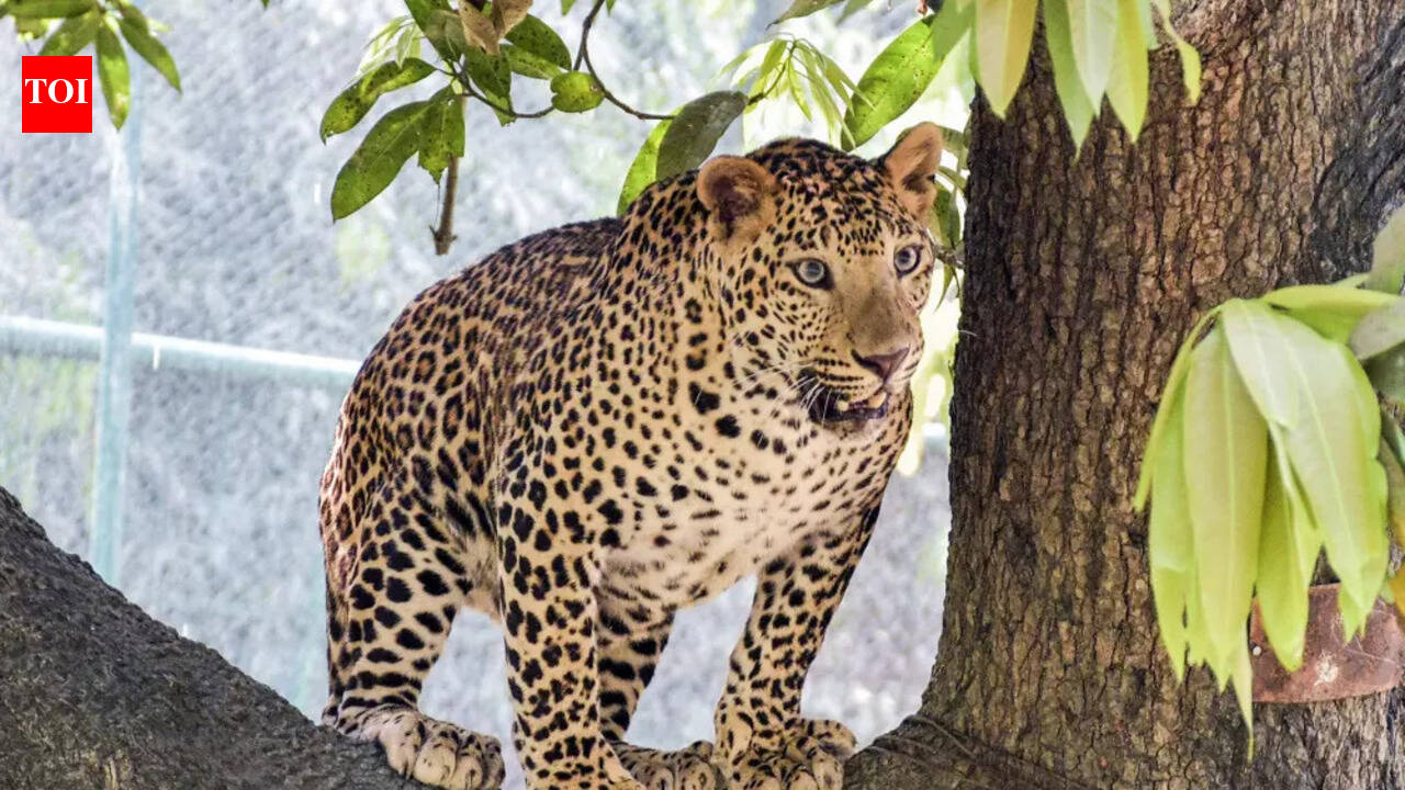 Sanguem leopard attacks: Locals want more night patrols
