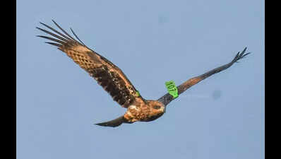 First wing-tagged Black Kite recorded in Raj, confirms migratory link from Mongolia