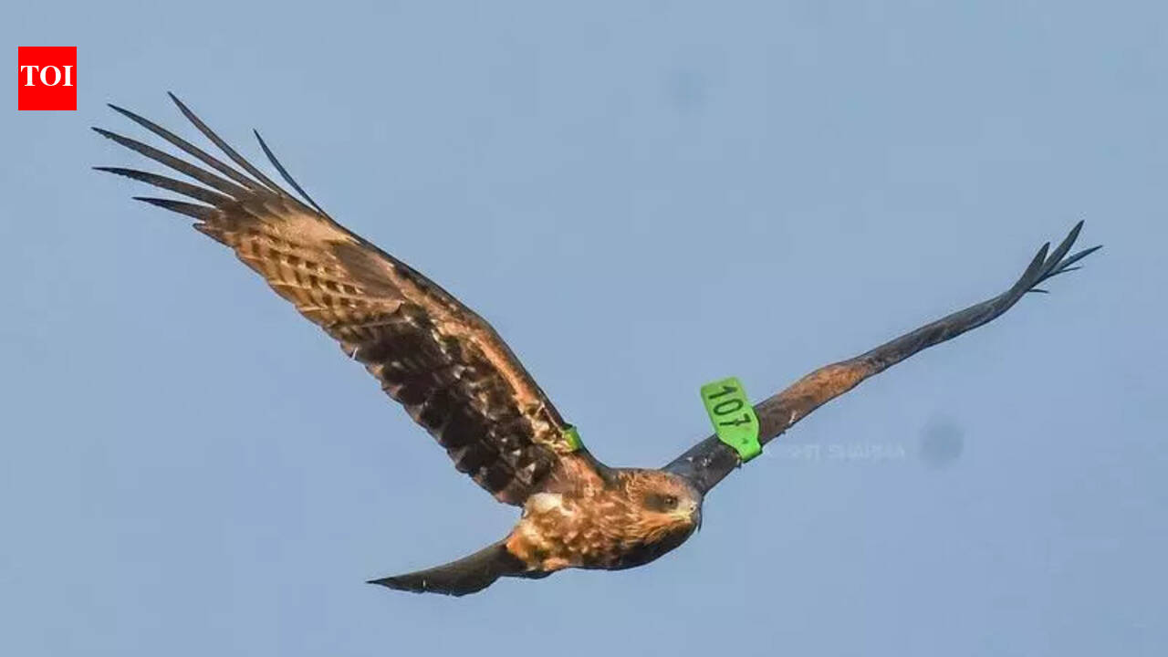 First wing-tagged Black Kite recorded in Raj, confirms migratory link ...