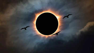 First solar eclipse of 2026: What happens to wildlife during a solar eclipse; animal behaviour explained